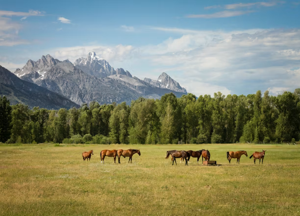 Horses grazing peacefully in a serene mountain pasture